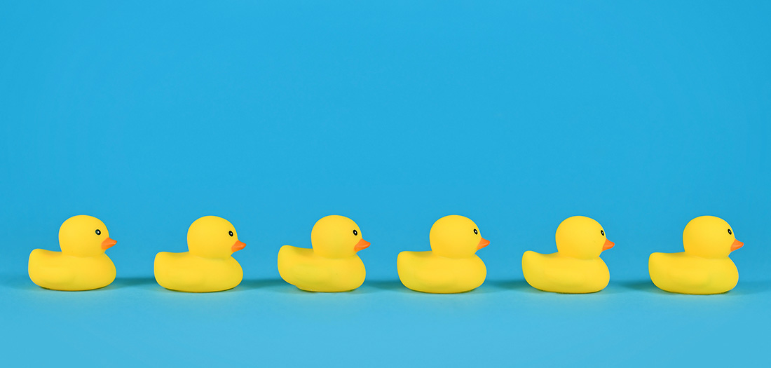 blue background with line of rubber ducks